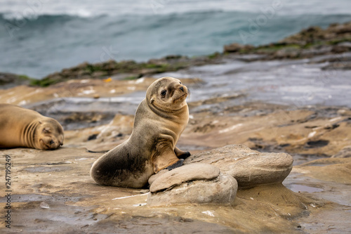Baby Sea Lion Pup sitting on the rocks - cute face - La Jolla, San Diego, California