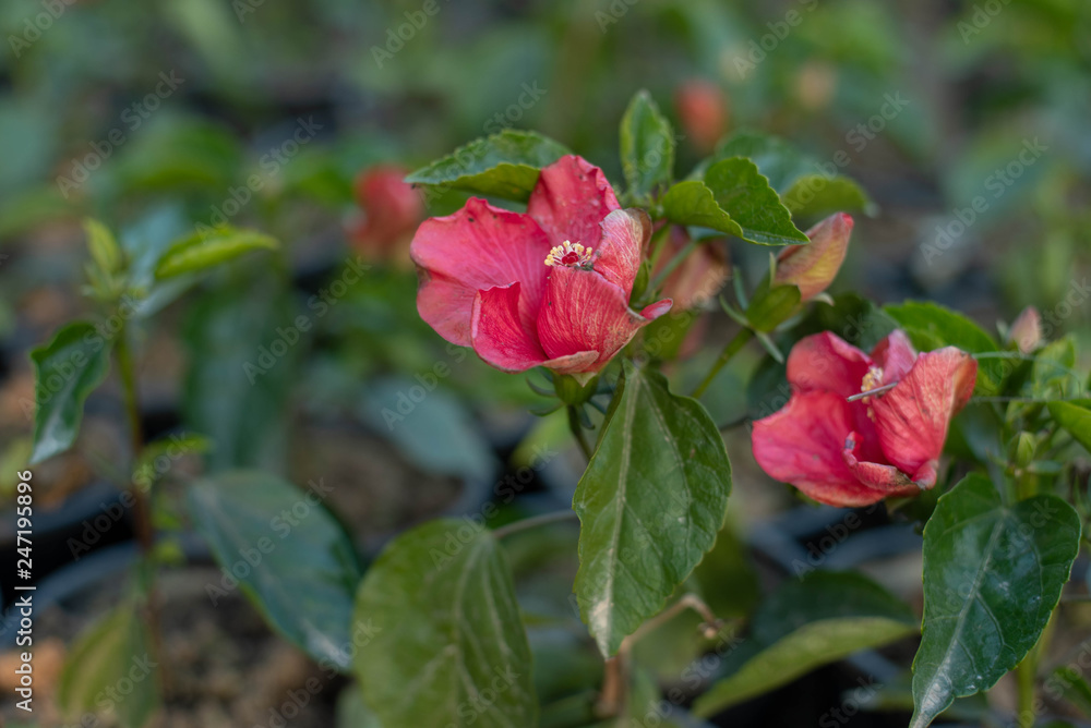 red flower in the garden