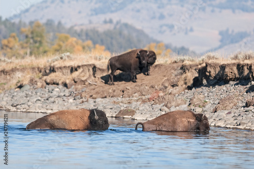 American bison  bison  bison bison  american buffalo  buffalo