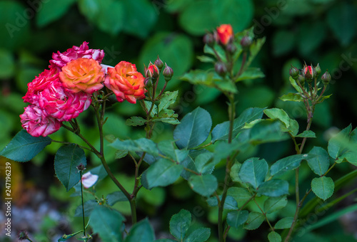 Wallpaper Mural rosenstrauch Torontodigital.ca