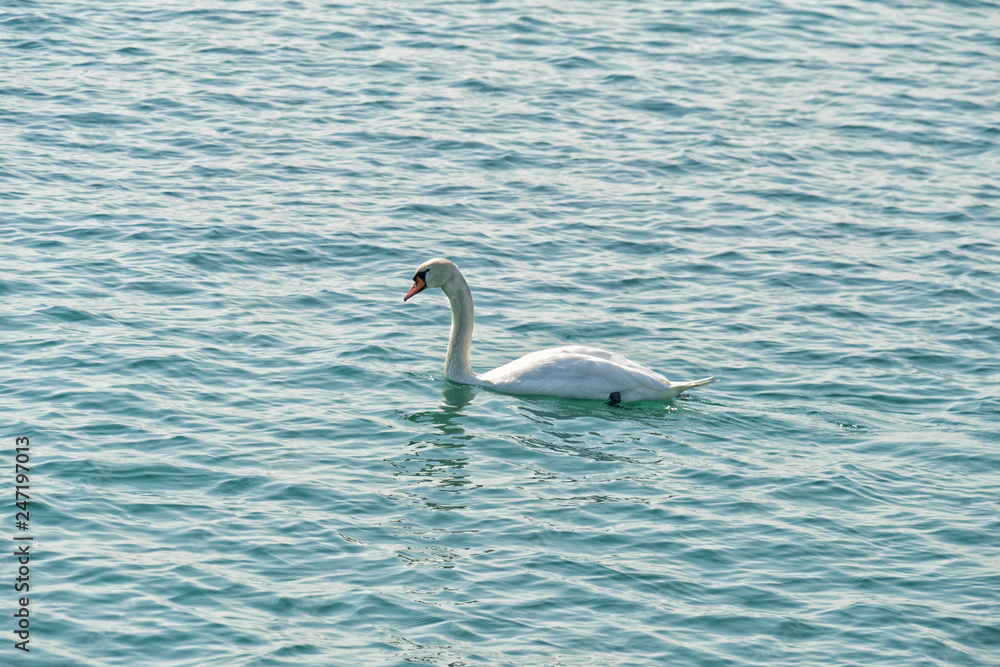 Obraz premium Weisse Schwan