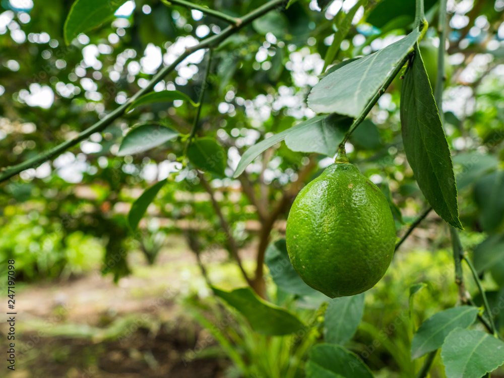 The green lemon hangs on a branch. Hothouse conditions for growth of a citrus in cold time