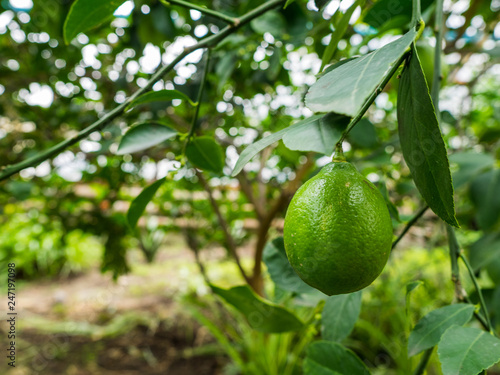 Wallpaper Mural The green lemon hangs on a branch. Hothouse conditions for growth of a citrus in cold time Torontodigital.ca