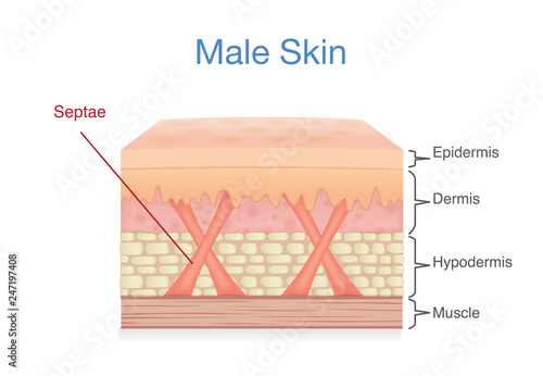 Anatomy of skin layer of male. Illustration about medical diagram.