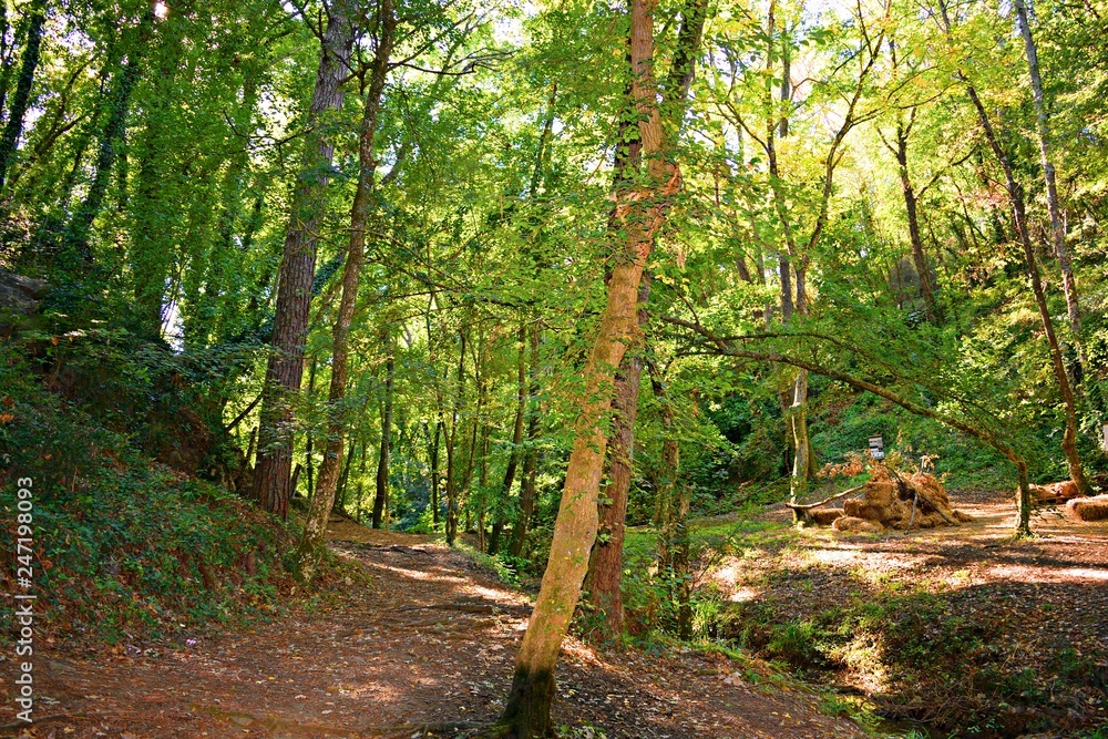 paesaggio naturale boschivo nei pressi di San Vincenzo a Torri, nel comune di Scandicci, in provincia di Firenze, Italia