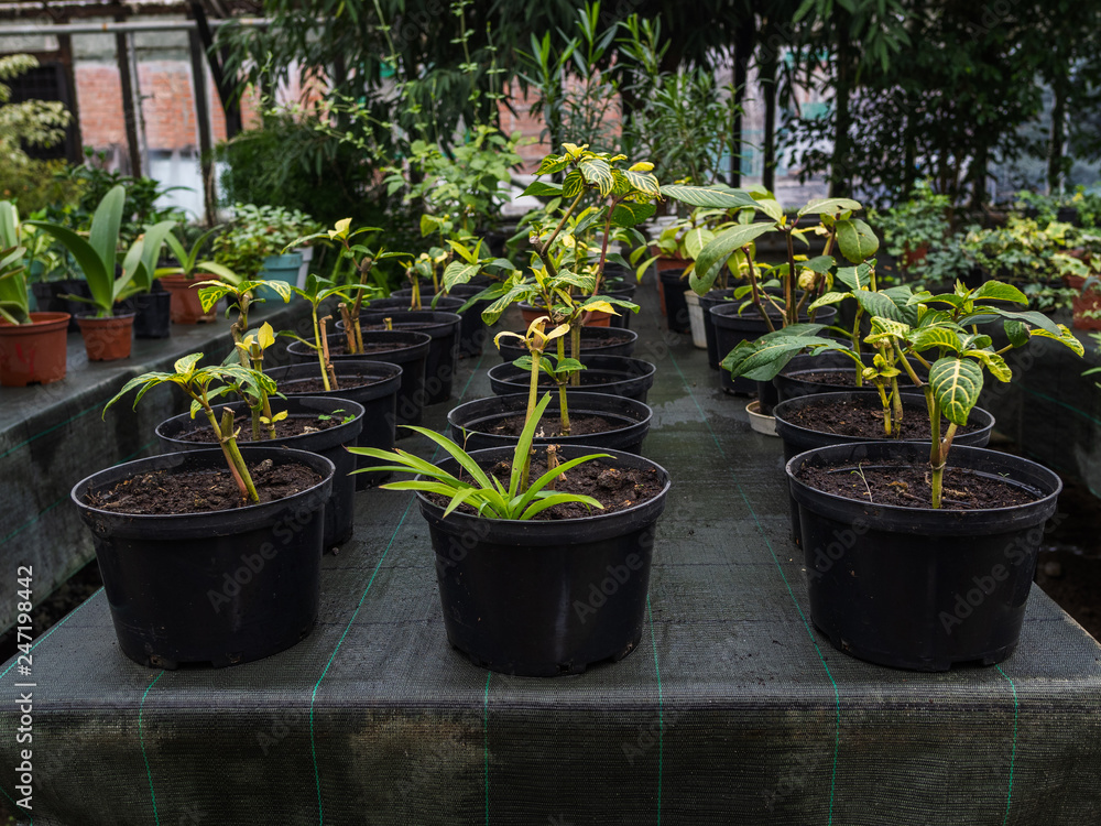 Flowers in pots stand on a table in a greenhouse. It is a lot of kinds of houseplants. Spring mood Flowers in pots stand on a table in a greenhouse. It is a lot of kinds of houseplants. Spring mood