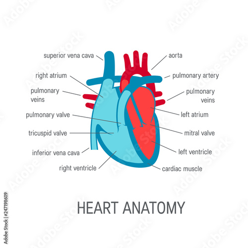 Human heart vector icon in flat style