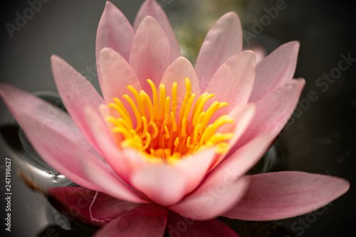 Fototapeta Naklejka Na Ścianę i Meble -  beautiful pink water lilies in the lake