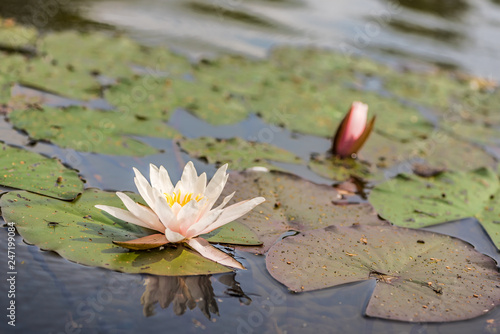 Fototapeta Naklejka Na Ścianę i Meble -  blooming white water lilies flower in the lake