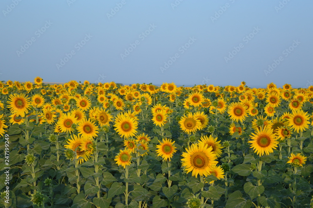 Fototapeta premium sunflower field of sunflowers