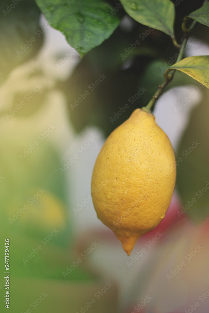 Gelbe, reife Zitrone hängt am Baum