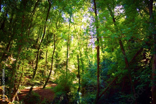 paesaggio naturale boschivo nei pressi di San Vincenzo a Torri, nel comune di Scandicci, in provincia di Firenze, Italia