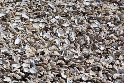 oyster shells background photo