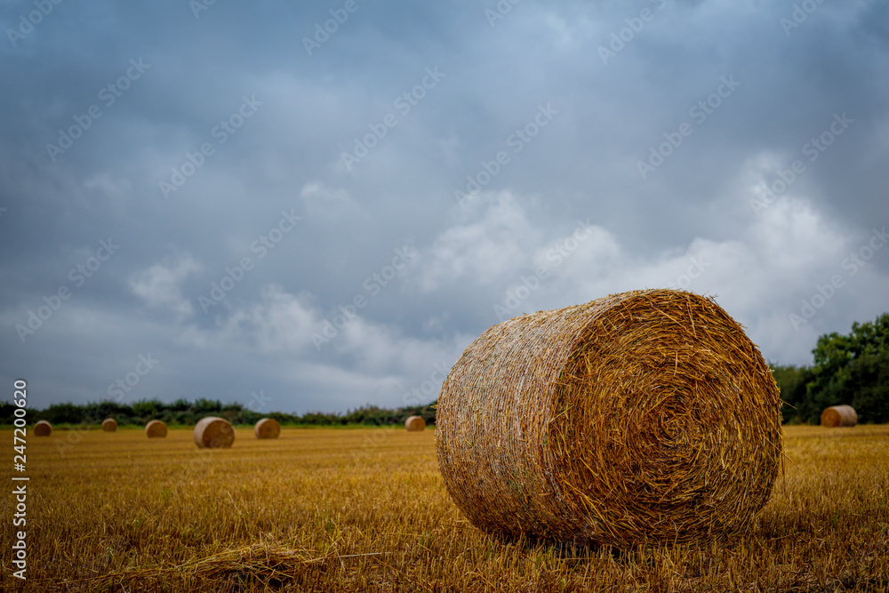 Hay Bales waiting for harvesting under stormy skies in rural countryside.