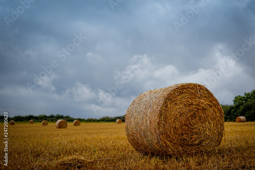 Hay Bales waiting for harvesting under stormy skies in rural countryside.