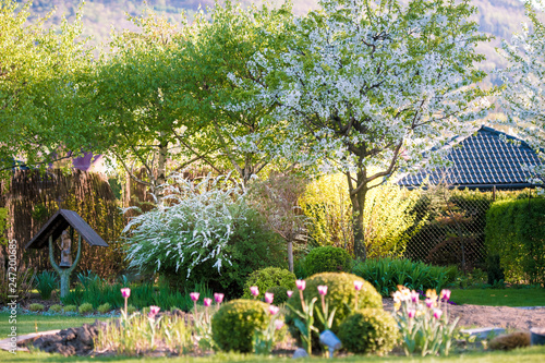 Fototapeta Naklejka Na Ścianę i Meble -  ogród garden wiosna kwiaty flower brzoza bukszpan kula kwiaty na drzewach kwitnące drzewa w sadzie sad