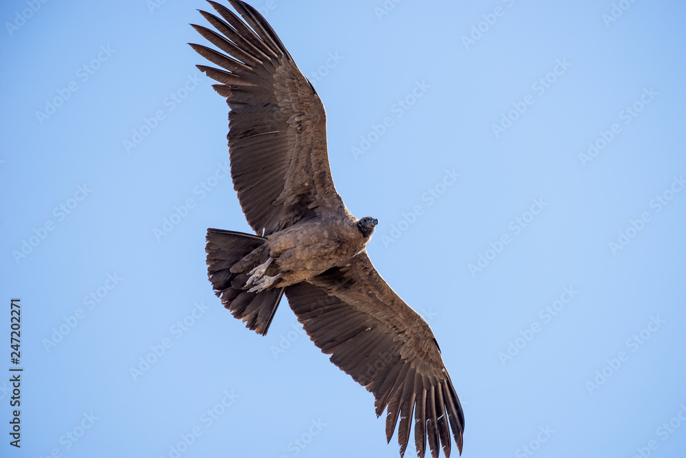 Obraz premium Flying condor over Colca canyon,Peru. Condor is the biggest flying bird on earth.