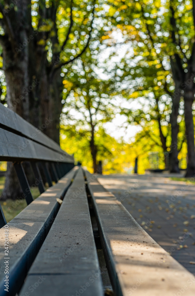 Closeup of Empty Park Benches in Sunny Autumn Day With Golden Leaves in Trees, Latvia, Europe, Concept of Relaxing Travel day in Peace and Harmony on Countryside, Selective Focus Closeup of Empty Park Benches in Sunny Autumn Day With Golden Leaves in Trees, Latvia, Europe, Concept of Relaxing Travel day in Peace and Harmony on Countryside, Selective Focus
