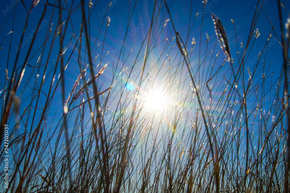 Fototapeta premium SONY DSC