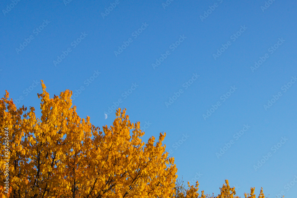 Fototapeta premium SONY DSC