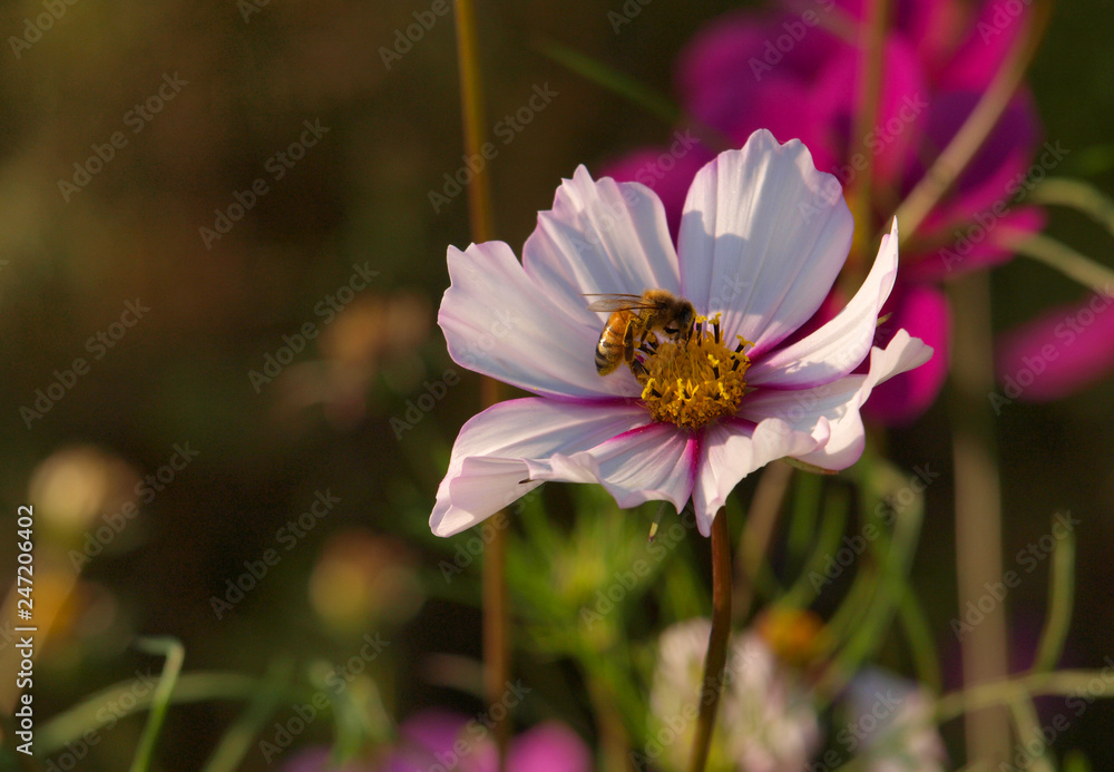 Obraz premium OLYMPUS DIGITAL CAMERA