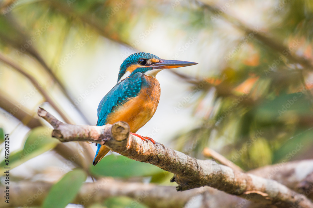Fototapeta premium The common kingfisher Alcedo atthis on a branch in Goa, India