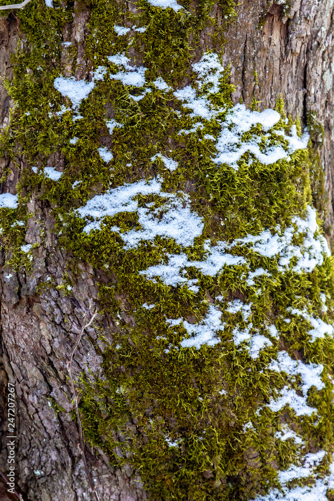 Obraz premium Snow on Moss
