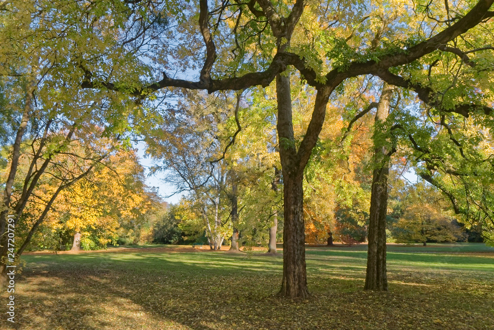 Colorful autumn in the park.