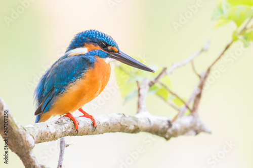 The common kingfisher Alcedo atthis on a branch in Goa, India