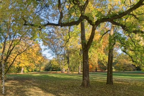 Colorful autumn in the park.