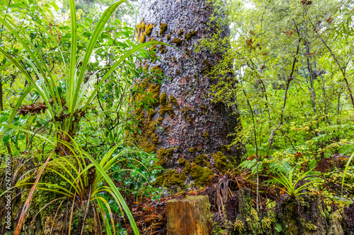 moos covered Giant Kauri Tree, Northland, New Zealand