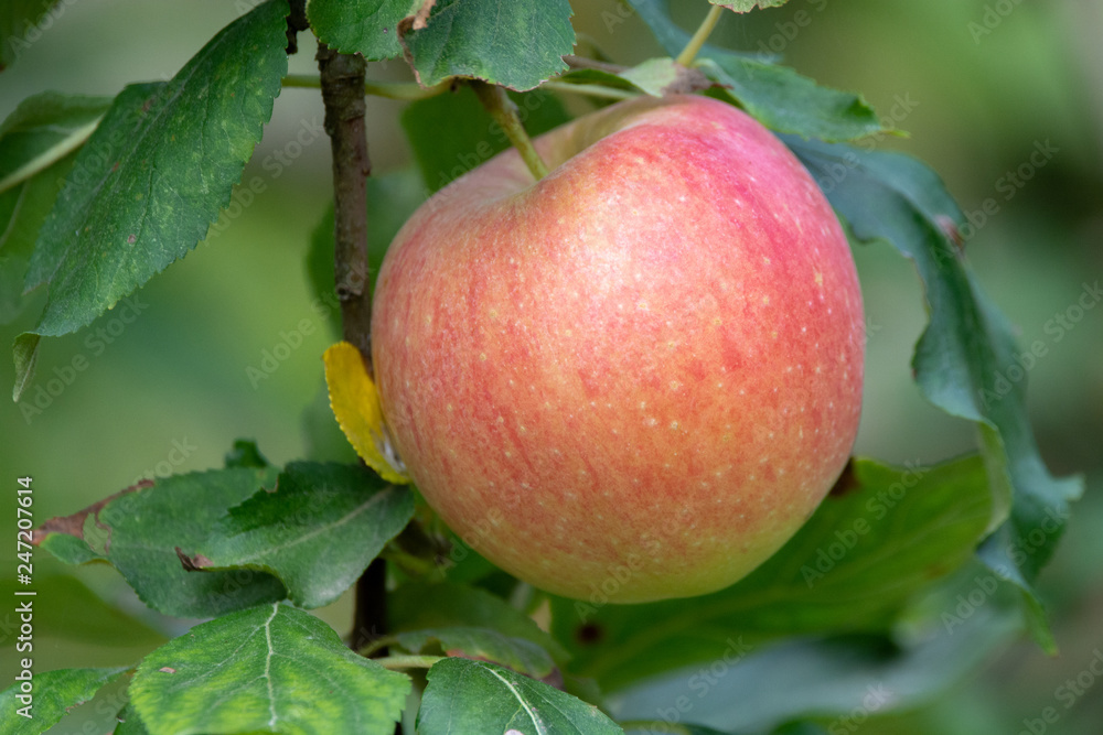 New harvest of healthy fruits, ripe sweet pink apples growing on apple tree New harvest of healthy fruits, ripe sweet pink apples growing on apple tree