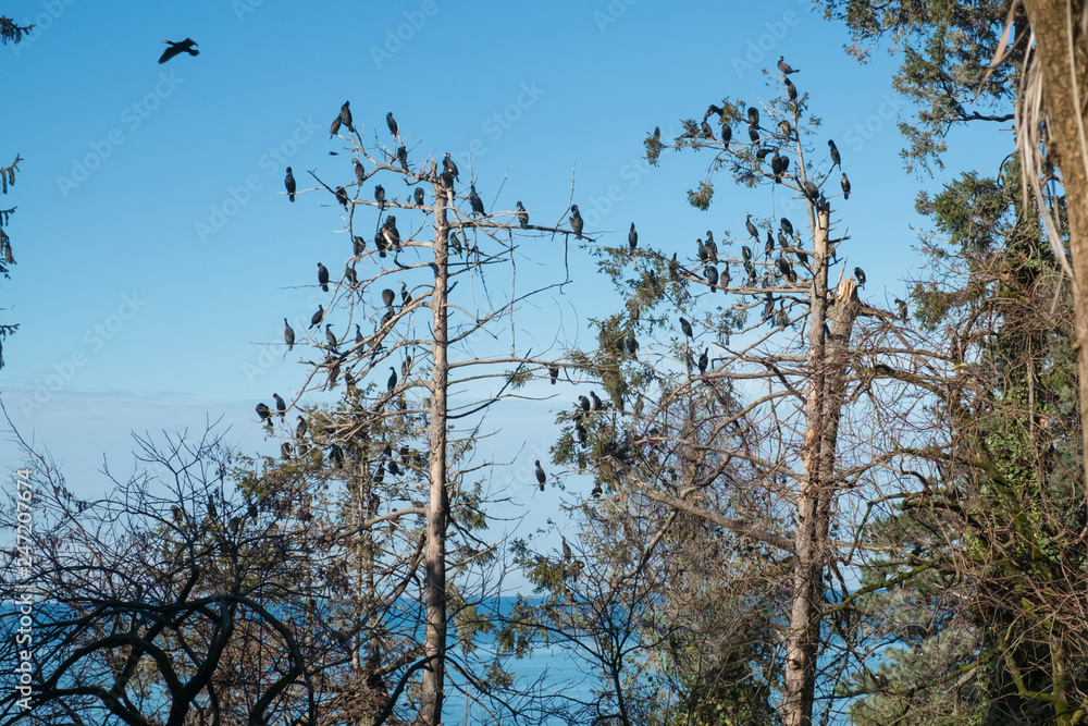 Obraz premium Cormorants on the trees