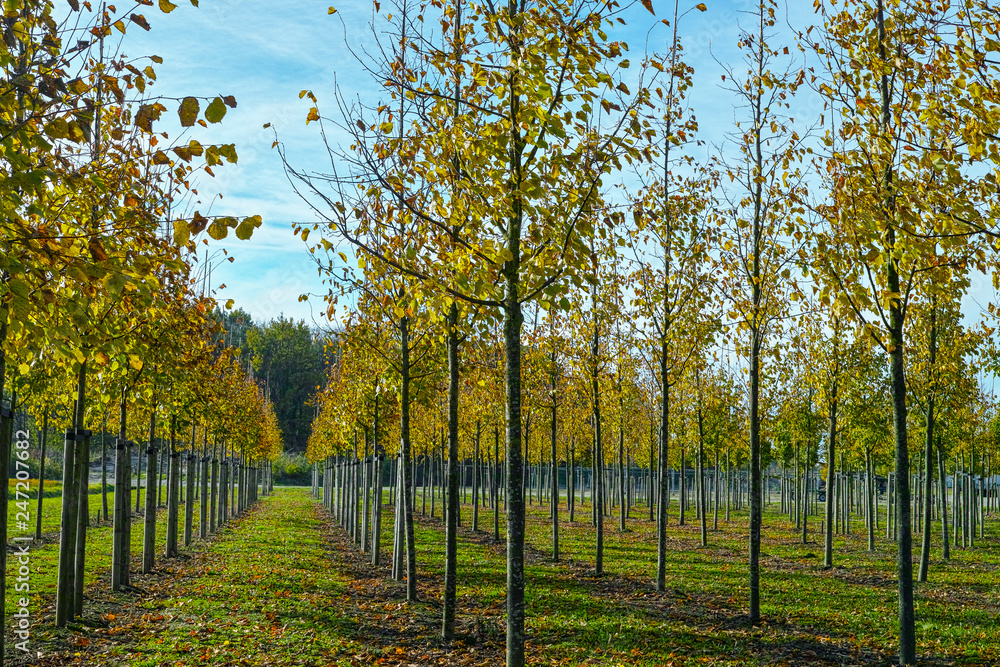 Privat garden, parks tree nursery in Netherlands, specialise in medium to very large sized trees, grey alder trees in rows Privat garden, parks tree nursery in Netherlands, specialise in medium to very large sized trees, grey alder trees in rows