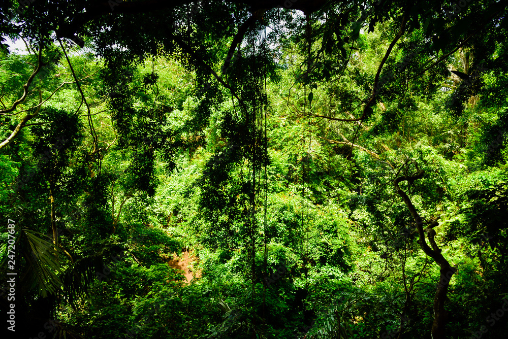 Green rice field terrace view with rice, tree, plantation for travel destination for school family holiday in the spring summer in a remote island Green rice field terrace view with rice, tree, plantation for travel destination for school family holiday in the spring summer in a remote island