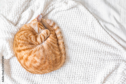 Fototapeta Naklejka Na Ścianę i Meble -  Ginger cat sleeping