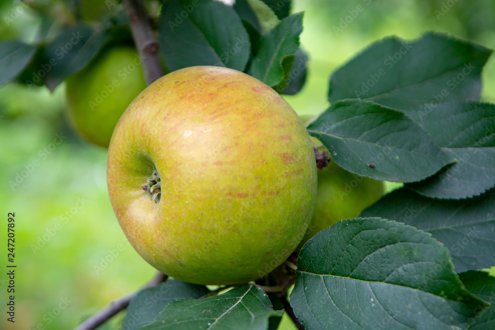 New harvest of healthy fruits, ripe sweet green apples growing on apple tree New harvest of healthy fruits, ripe sweet green apples growing on apple tree
