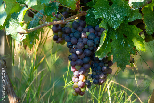 Wallpaper Mural Bio winery red wine grape vineyard in Provence, south of France Torontodigital.ca