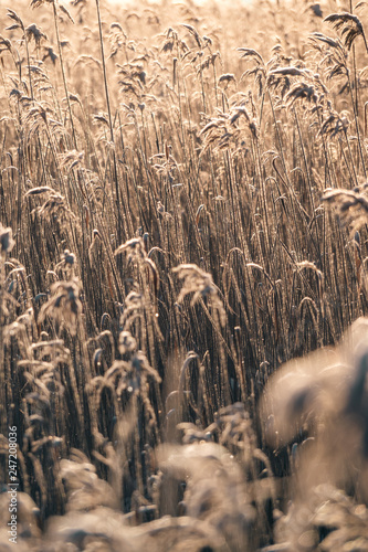 A bed of reeds during a Scandinavian sunrise vertical