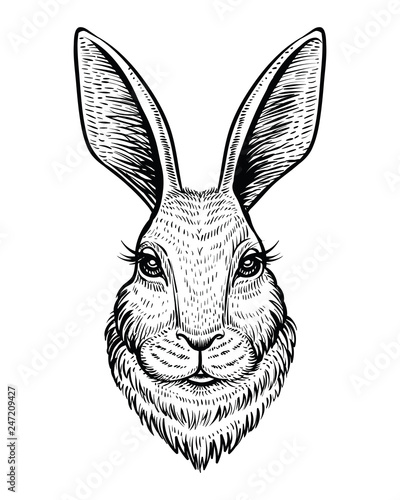 Fototapeta Head of rabbit or hare hand drawn vector sketch