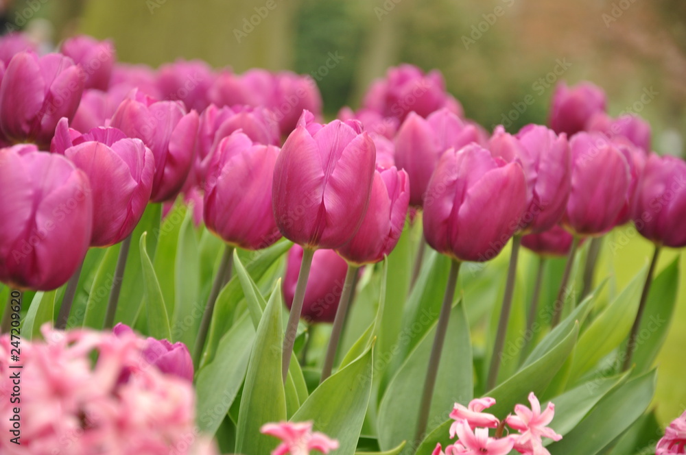 Close up photo of tulip from Keukenhof , The Netherlands Close up photo of tulip from Keukenhof , The Netherlands