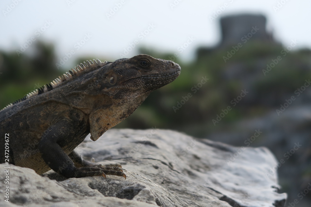 Lizard at the Maya Ruins of Tulum Mexico Lizard at the Maya Ruins of Tulum Mexico