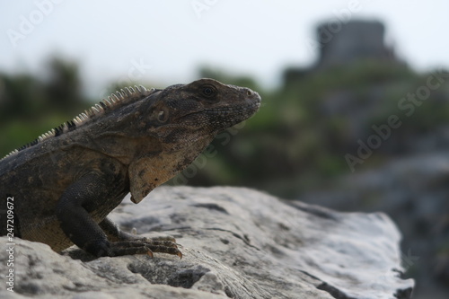 Lizard at the Maya Ruins of Tulum Mexico