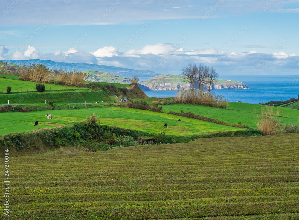 green fields pasture with grazing cow herd and coastal cliffs, blue ocean and sky horizon at north coast of sao miguel island, Azores, Portugal green fields pasture with grazing cow herd and coastal cliffs, blue ocean and sky horizon at north coast of sao miguel island, Azores, Portugal