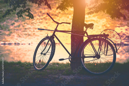 Vintage bicycle by tree at sunset