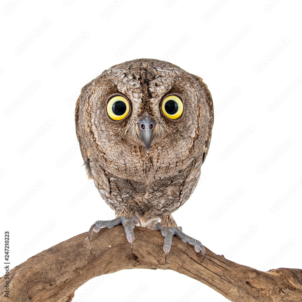 Obraz premium European scops owl, Otus scops, sitting on a stick. Isolated on white background