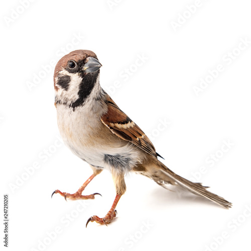 Eurasian Tree Sparrow, Passer montanus, isolated on white background photo