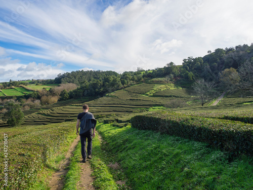 Young man walking on footpath through tea plantation rows belong to Gorreana tea factory Cha Gorreana and ocean on horizon. The oldest, and only, tea plantation in Europe, Sao Miguel island, Azores