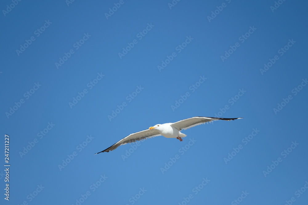 Fototapeta premium Bird - Seagull
