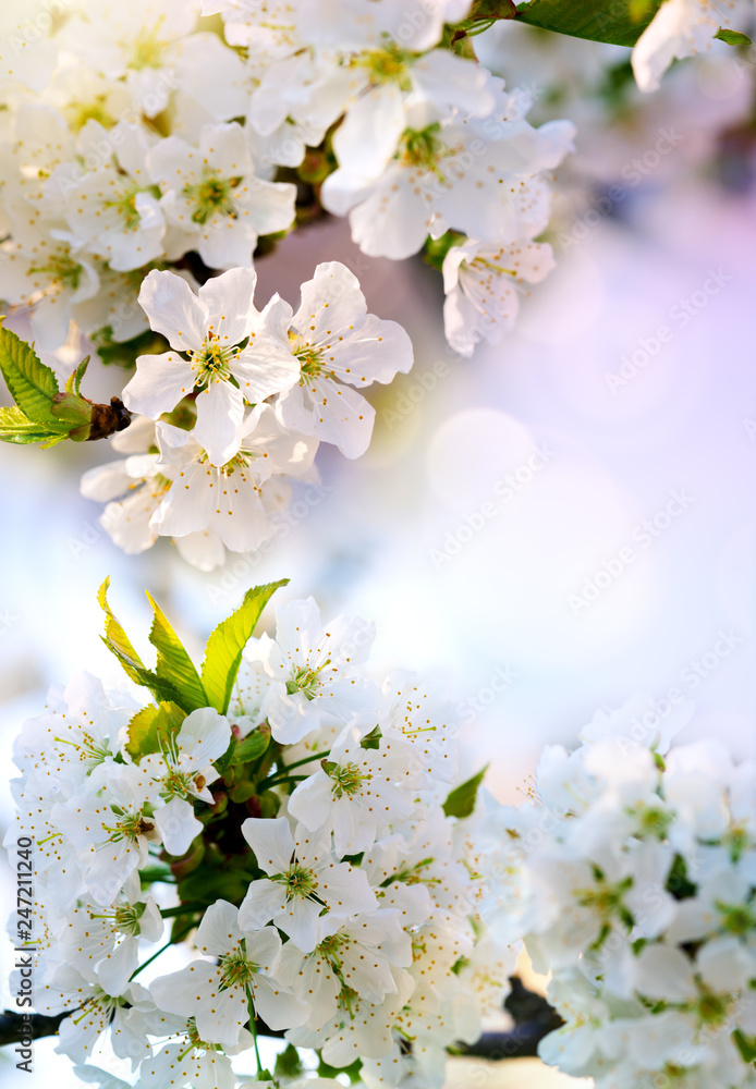 Fototapeta premium Blossom tree over colorful nature background. Spring background.